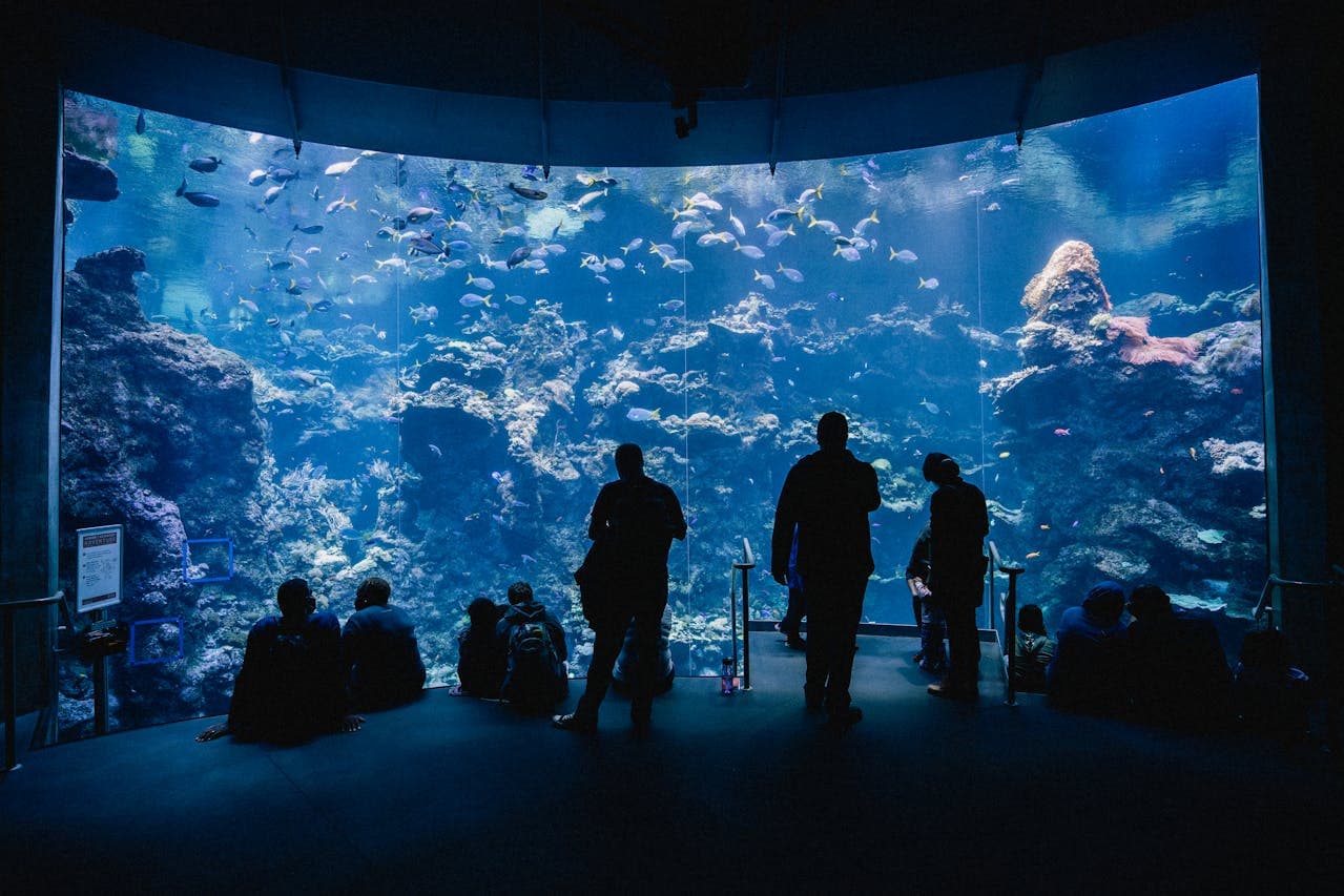 Interior view of an aquarium with illuminated tanks.