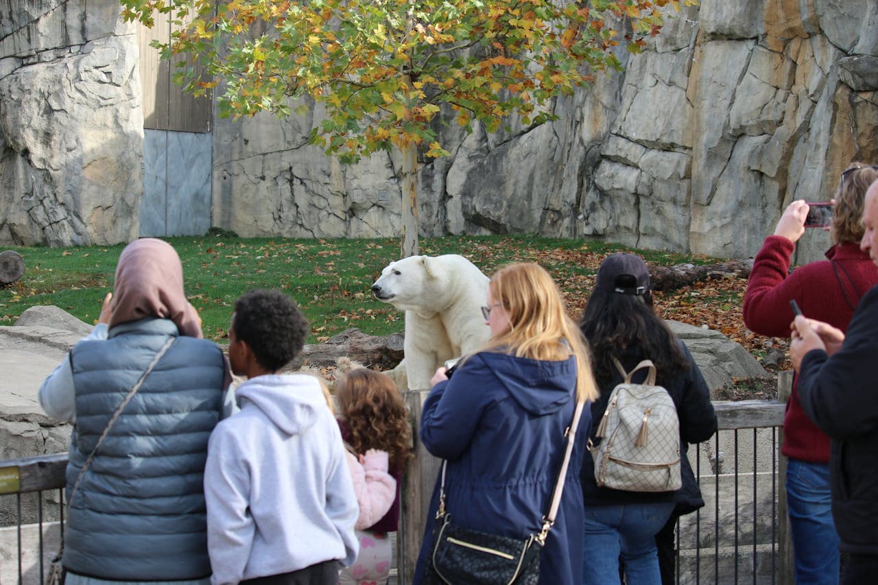 Polar Bear At Zoo